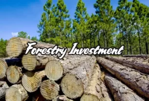 Forestry Investment In New Zealand